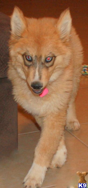 azwolfdogs Picture 3